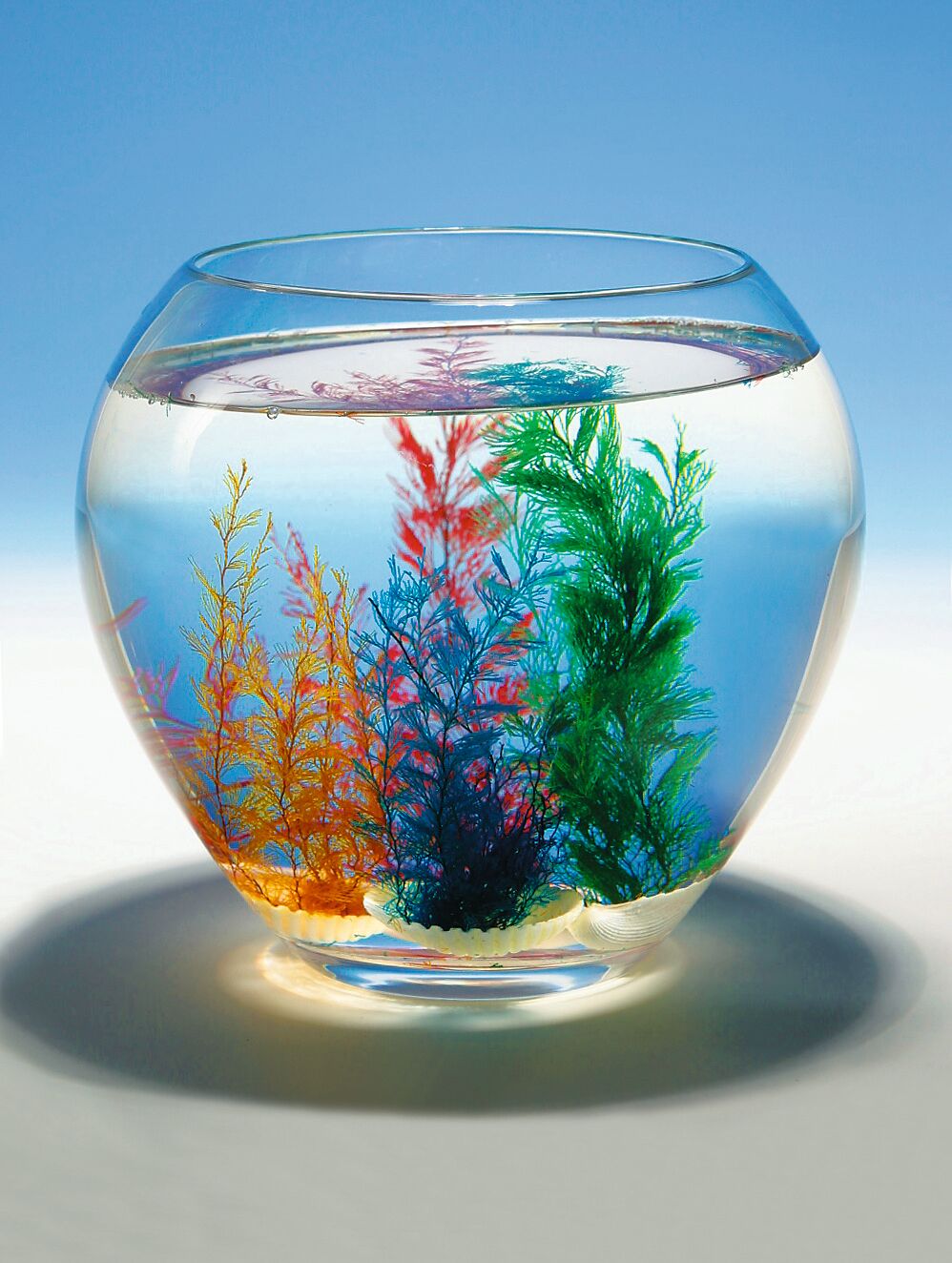 goki Wundermuschel – echte Meereskoralle für Aquarium & Deko