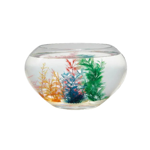 goki Wundermuschel – echte Meereskoralle für Aquarium & Deko