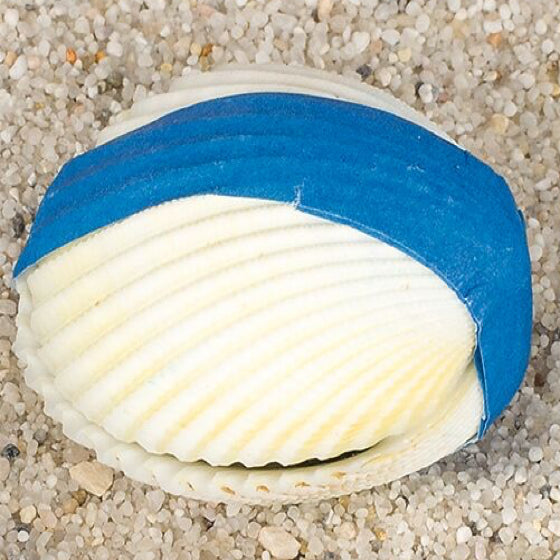 goki Wundermuschel – echte Meereskoralle für Aquarium & Deko