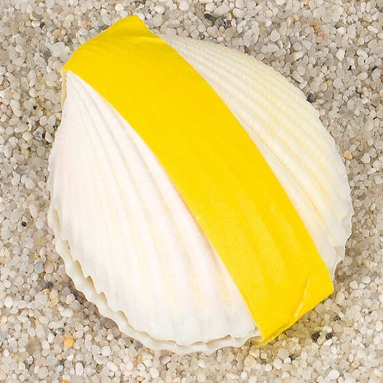 goki Wundermuschel – echte Meereskoralle für Aquarium & Deko