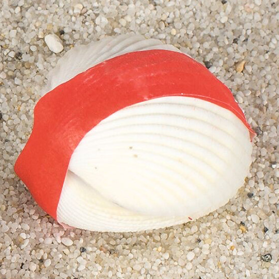 goki Wundermuschel – echte Meereskoralle für Aquarium & Deko